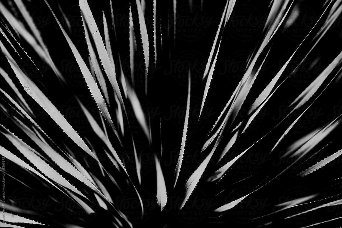 Black and White Cactus Photo