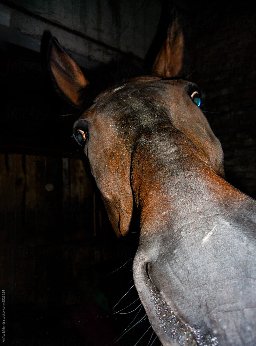 flash muzzle of wondering horse v.2