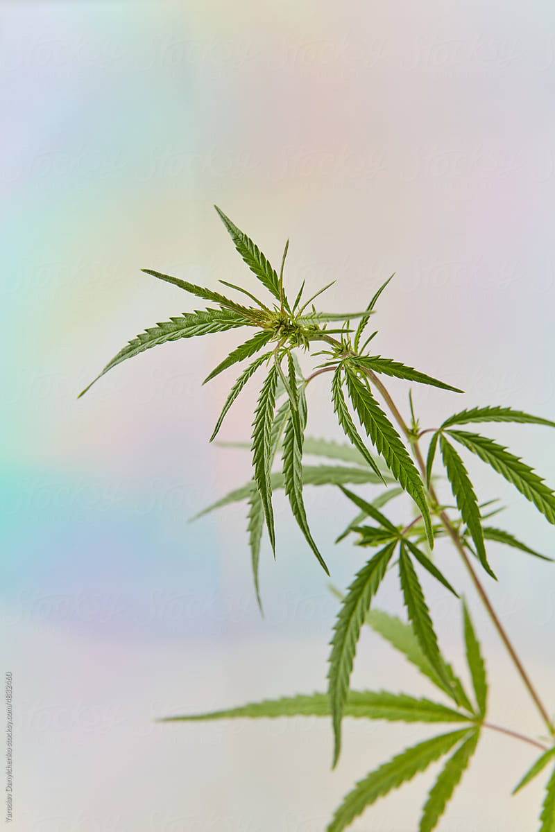 Cannabis plant on multicolored background.