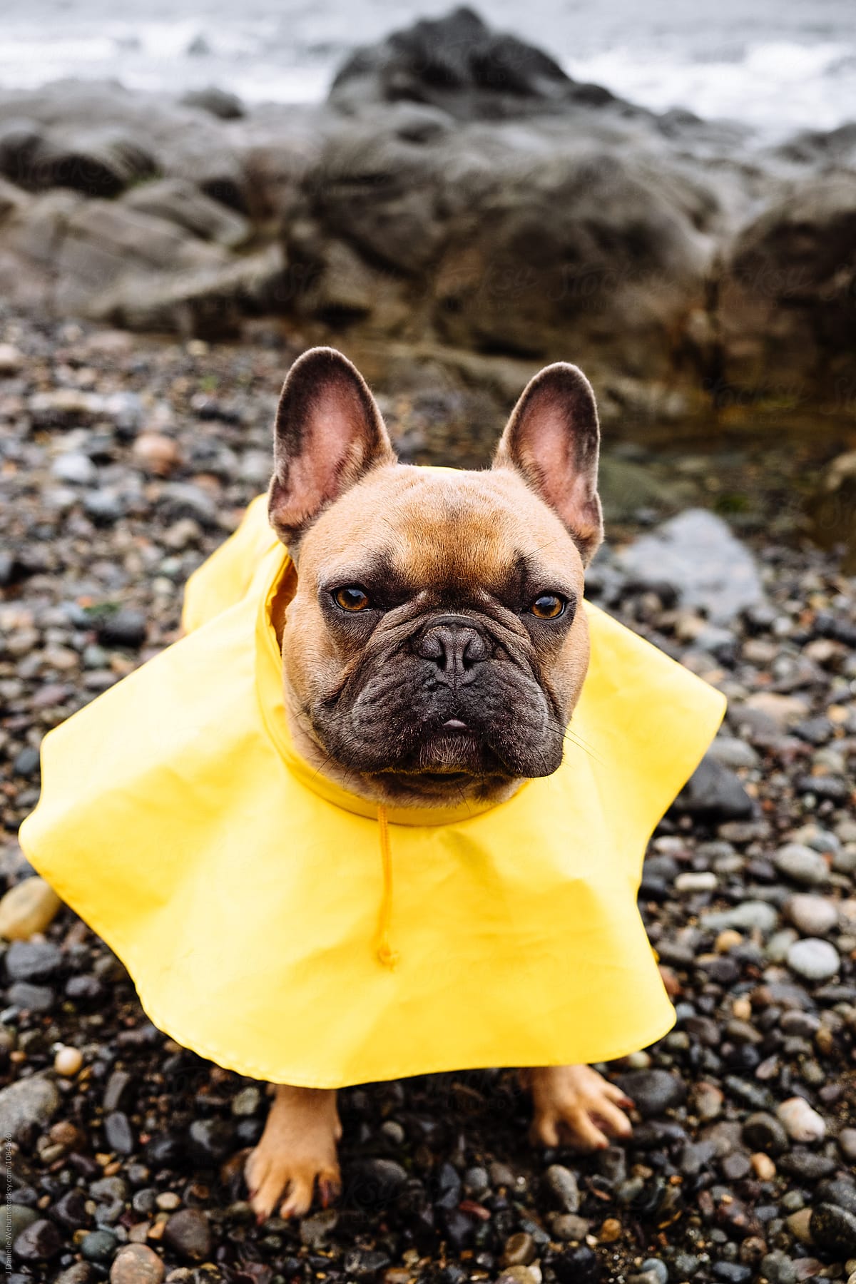 A brown french bulldog puppy at the ocean shore with a raincoat on
