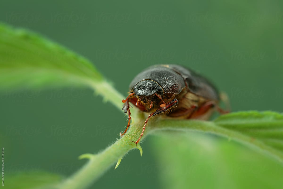 Rice beetle portrait