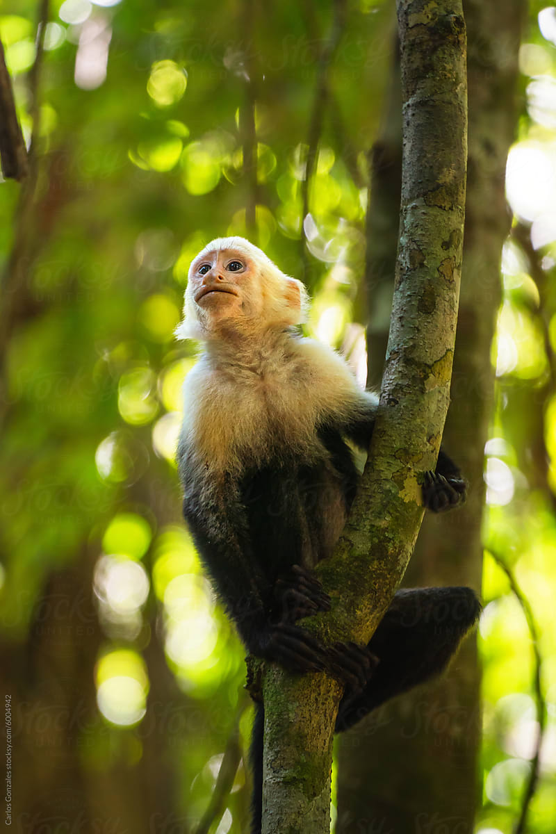 Capuchin Monkey in Nature