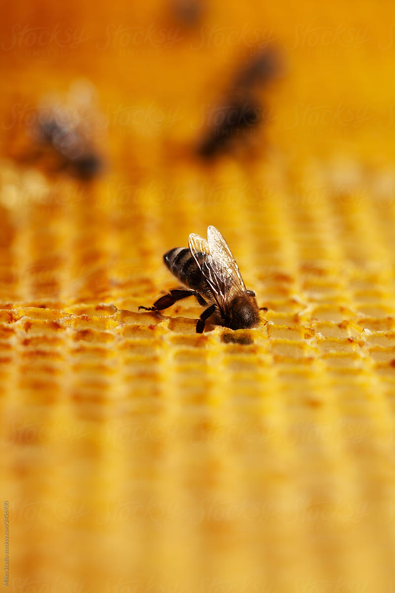 Tiny bee in golden honeycomb