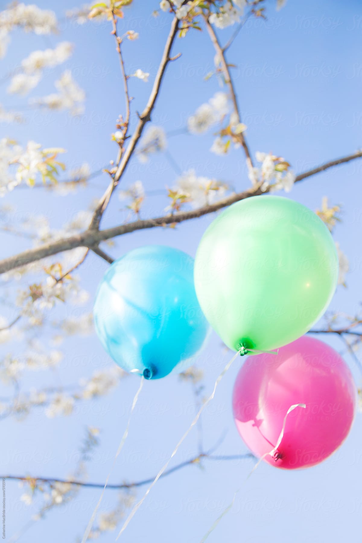 Colourful Balloons and Blossoms...