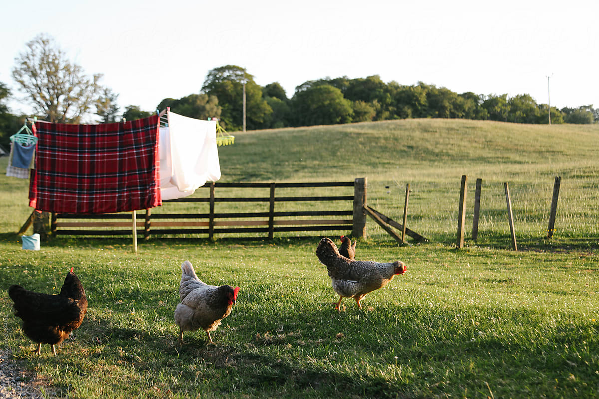 chickens search for bugs in yard near sheets hanging on clothesline