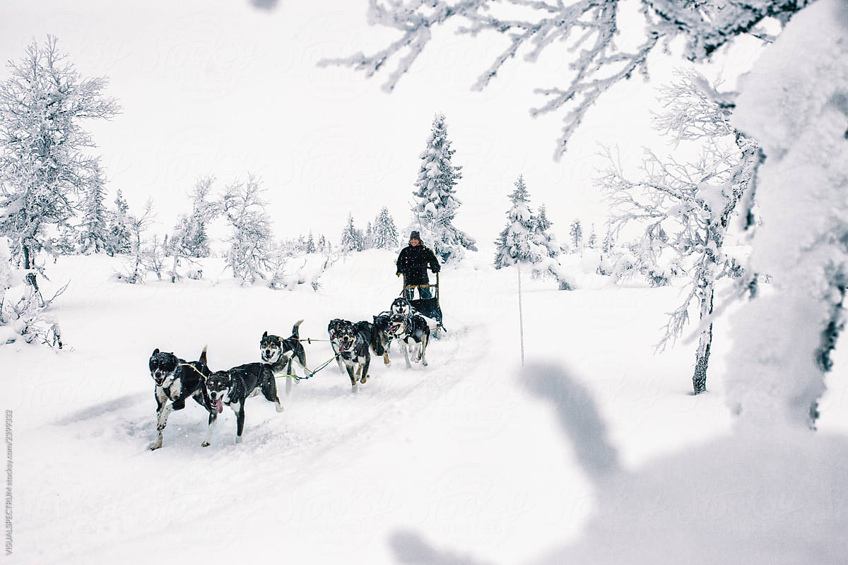 Female Adventurer Dog Sledding Through Beautiful Winter Landscape