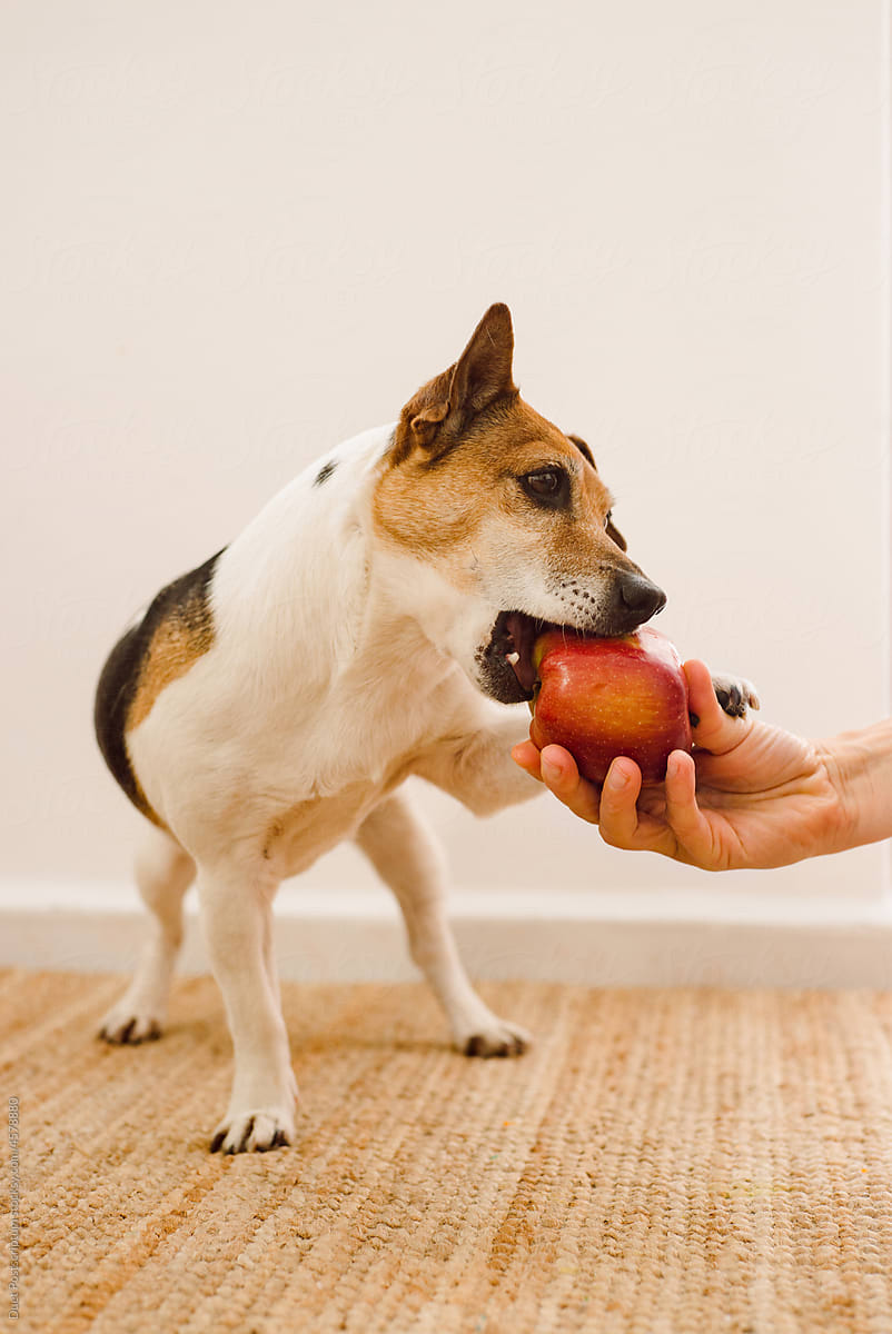 Small dog chewing on a red apple