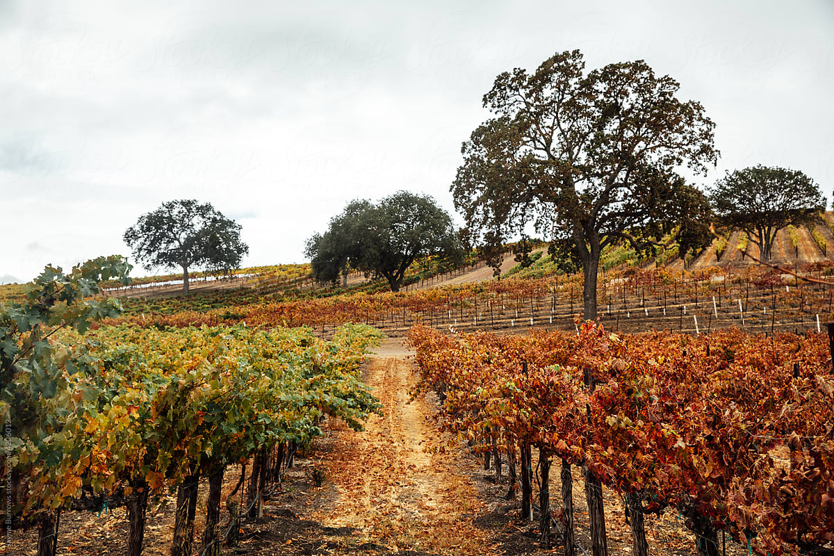 Fall in California Vineyard