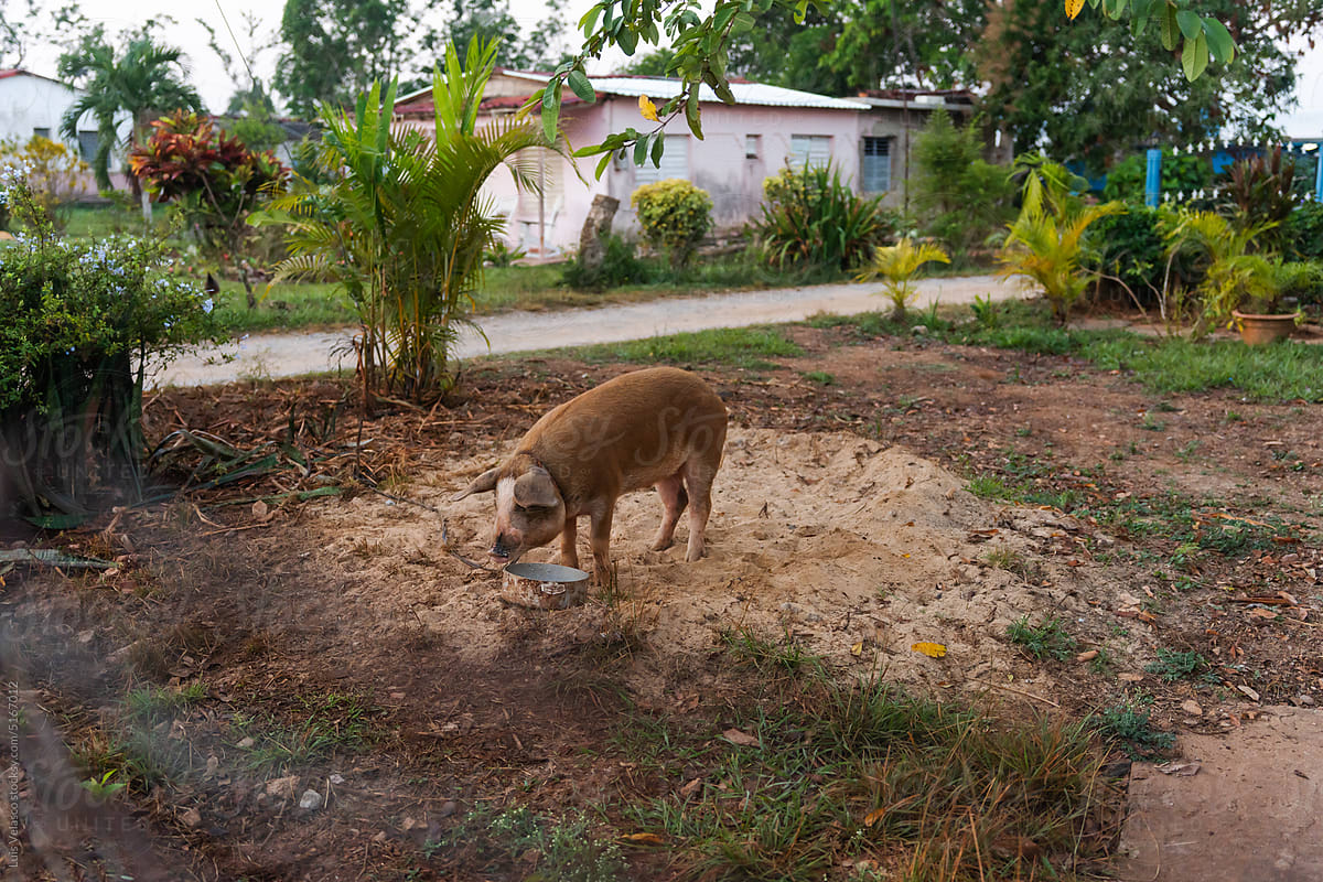 Pig Feeding In A Garden