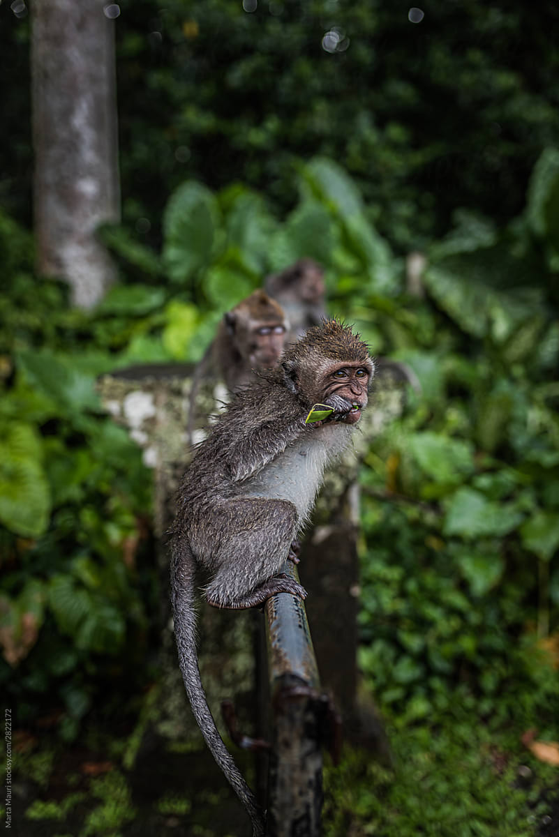 Monkeys o a monkey forest\
Bali, Ubud - Indonesia