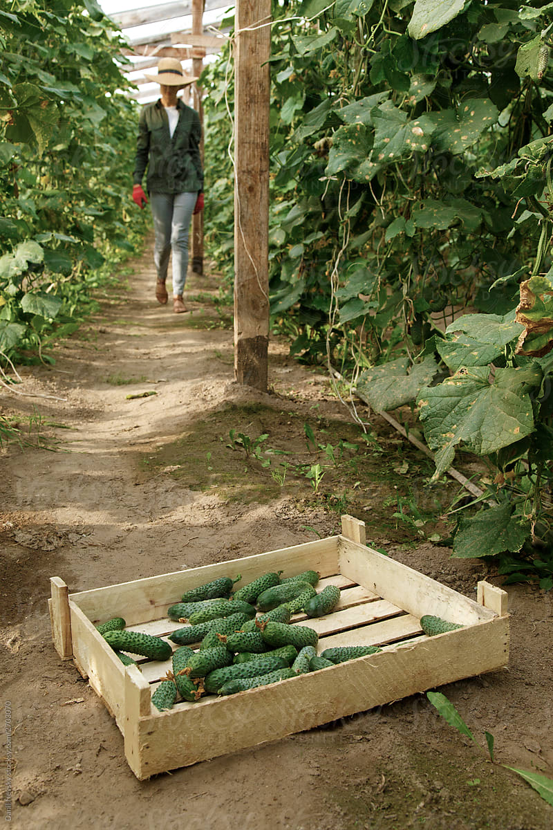 Cucumbers from beds in wooden box on ground