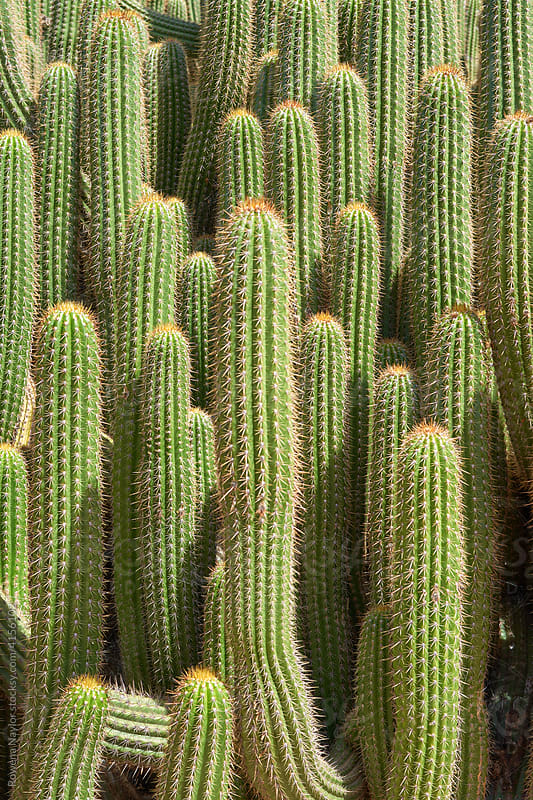 Tall Cactus Plants" by Stocksy Contributor "Rowena Naylor" - Stocksy