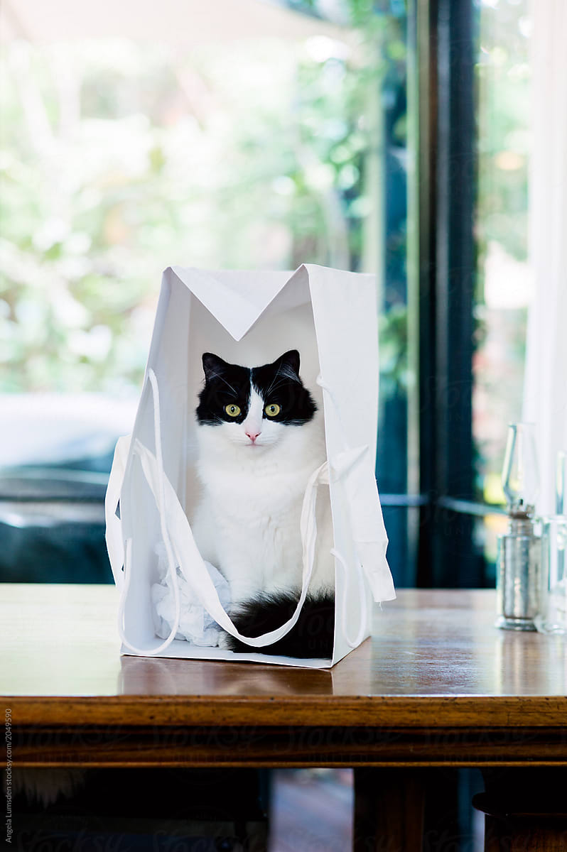 Black and white cat in a white paper bag