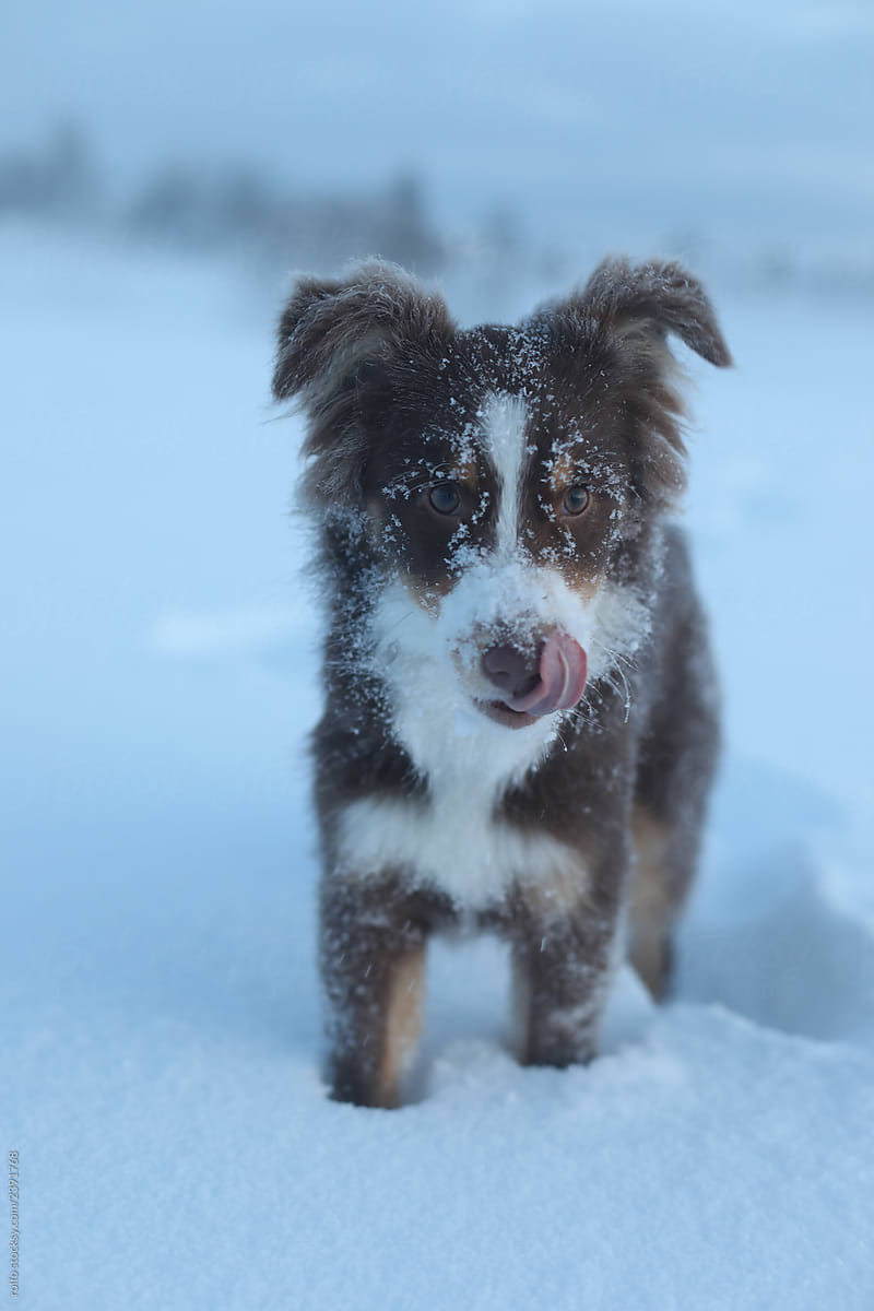 Puppy dog in the snow