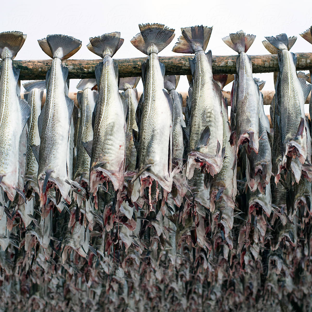 Stockfish (Cod) drying on wooden racks, Lofoten, Nordland, Norway, Scandinavia