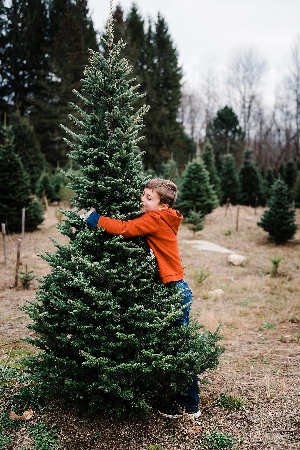 boy hugging a Christmas tree