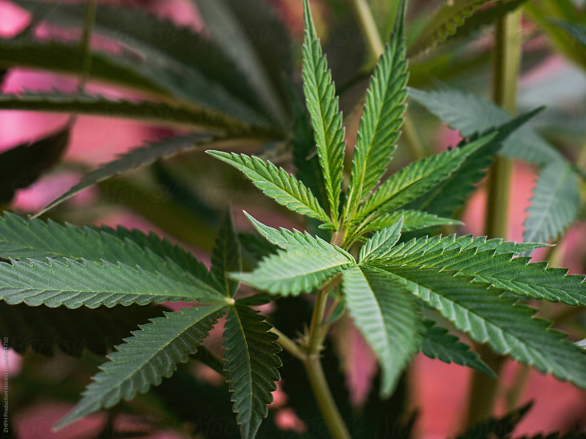 Closeup Shot Of A Young Cannabis Plant Leaf