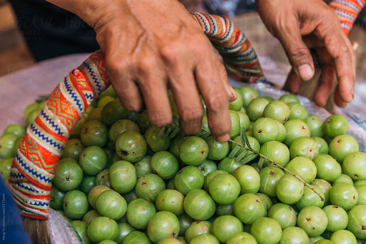 A basket of Indian Gooseberry fruits with hands picking