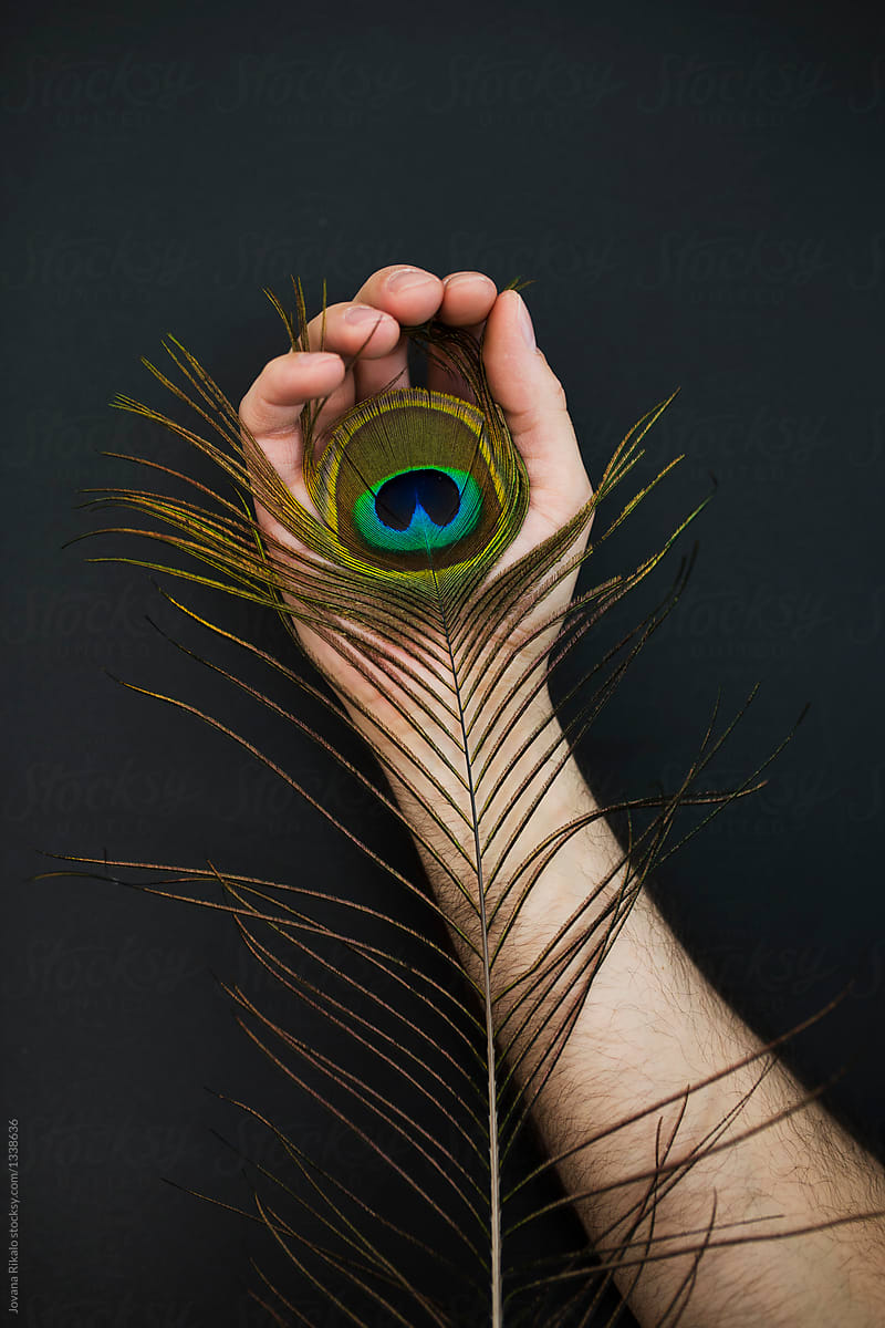 Male hand holding a peacock feather