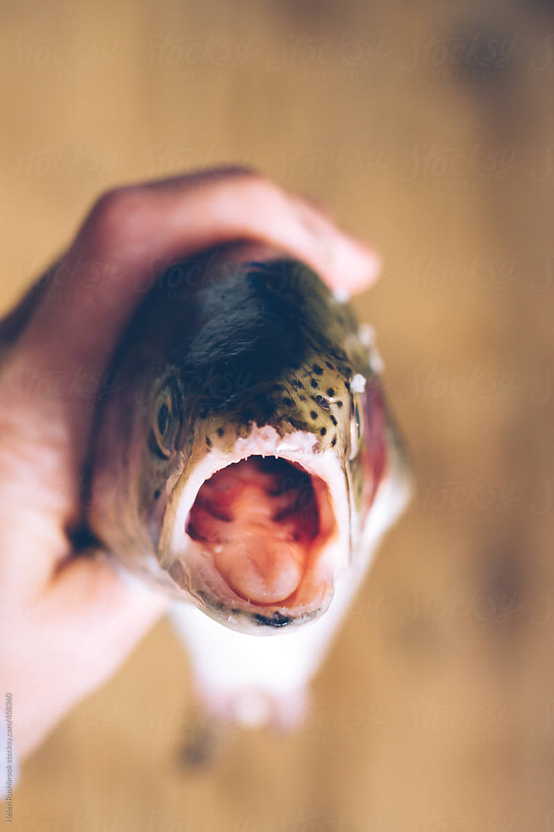 Fish Face - an open mouthed trout looking at the camera.