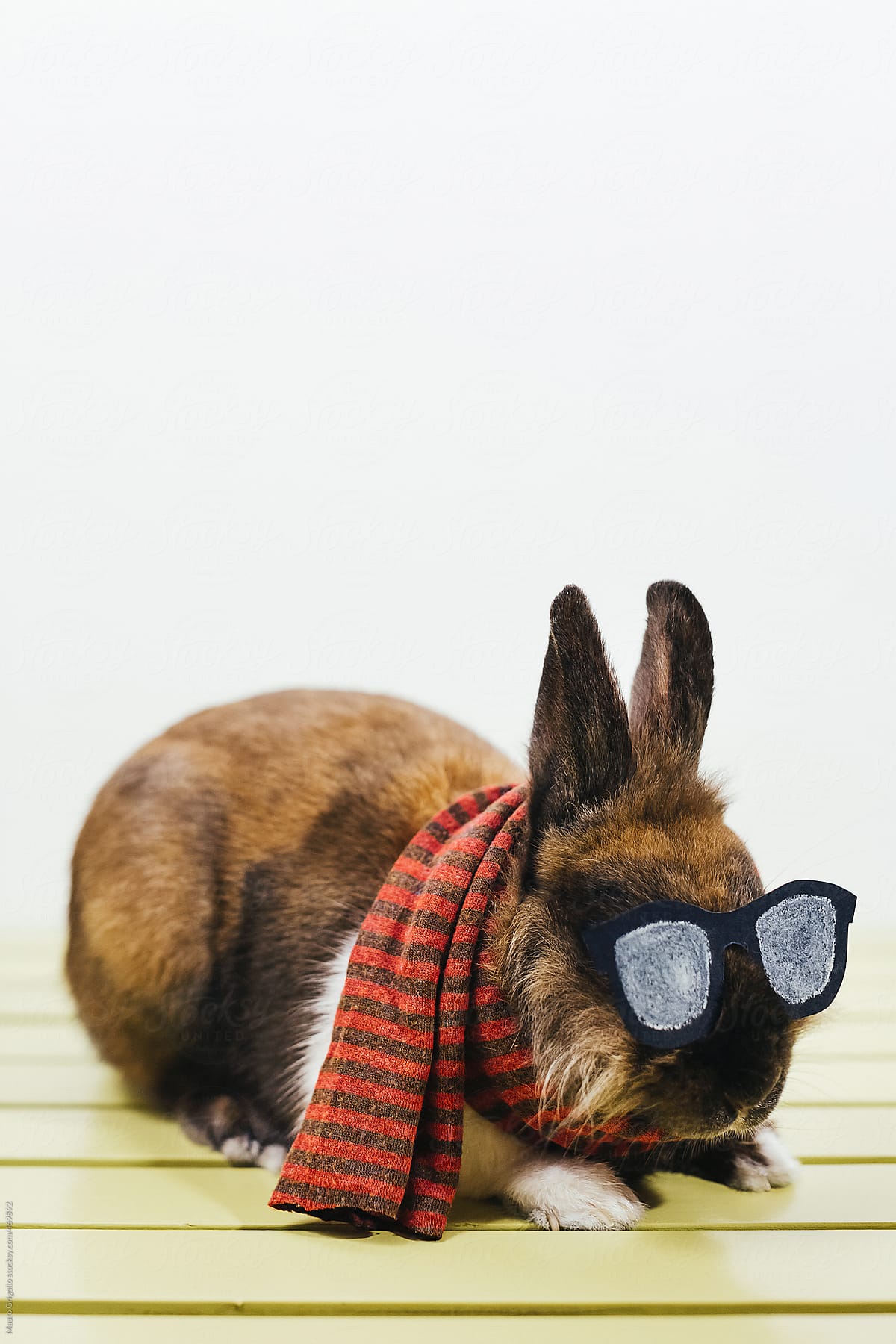 Beautiful and stylish hipster rabbit
