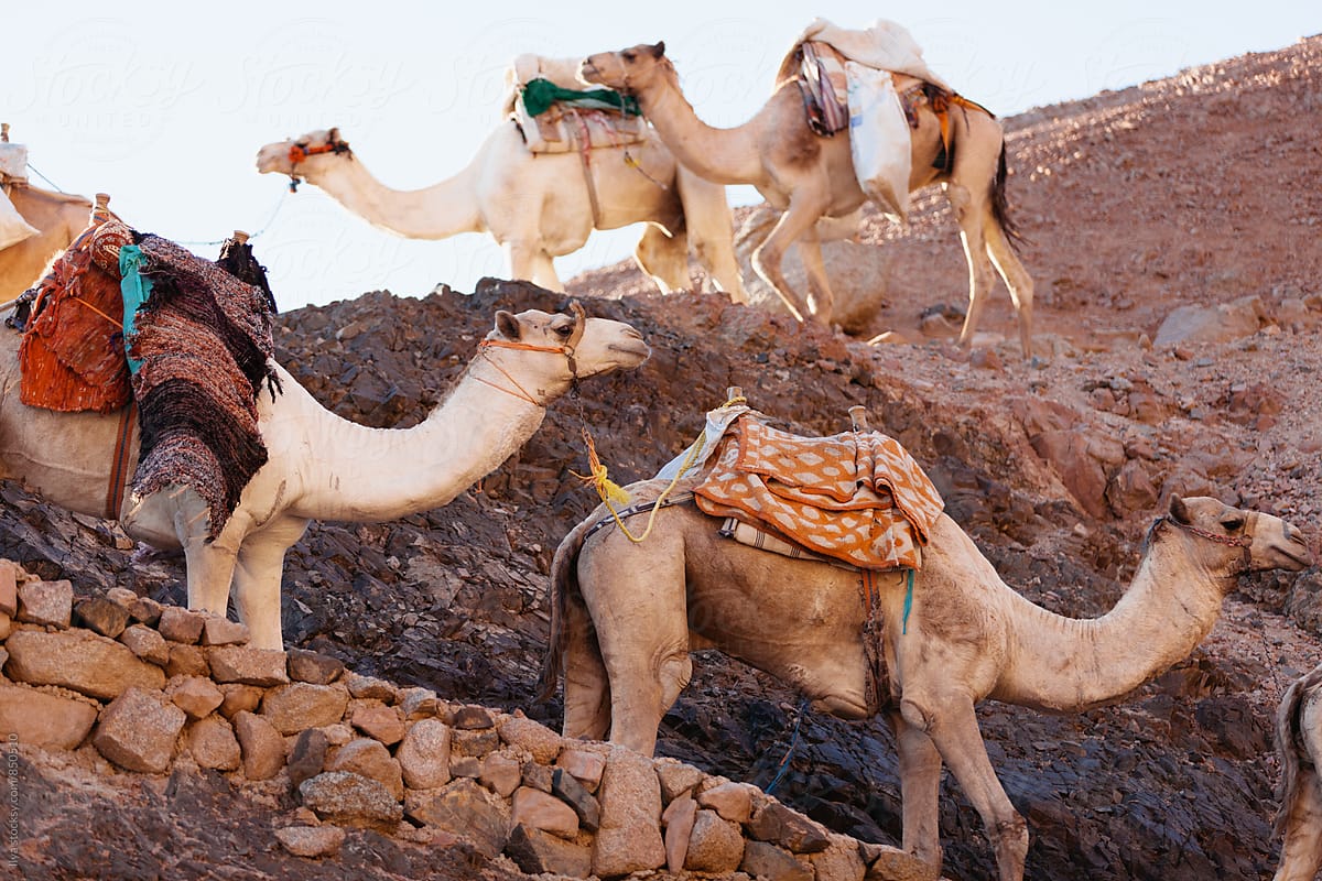 Egypt camel caravan animal group on nature desert