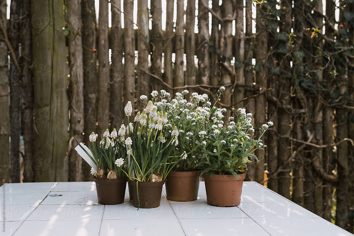 Pots of white mixed spring flowers on a white tile table