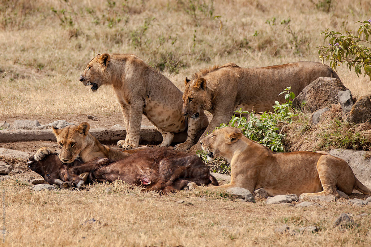 Pride of Lions Feeding on Prey
