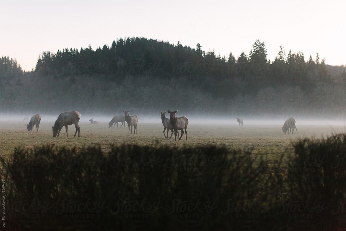 Field of Elk in the Mist