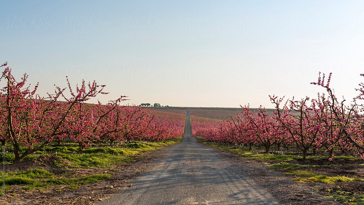 Peaches tree Blossoms on the road, springtime