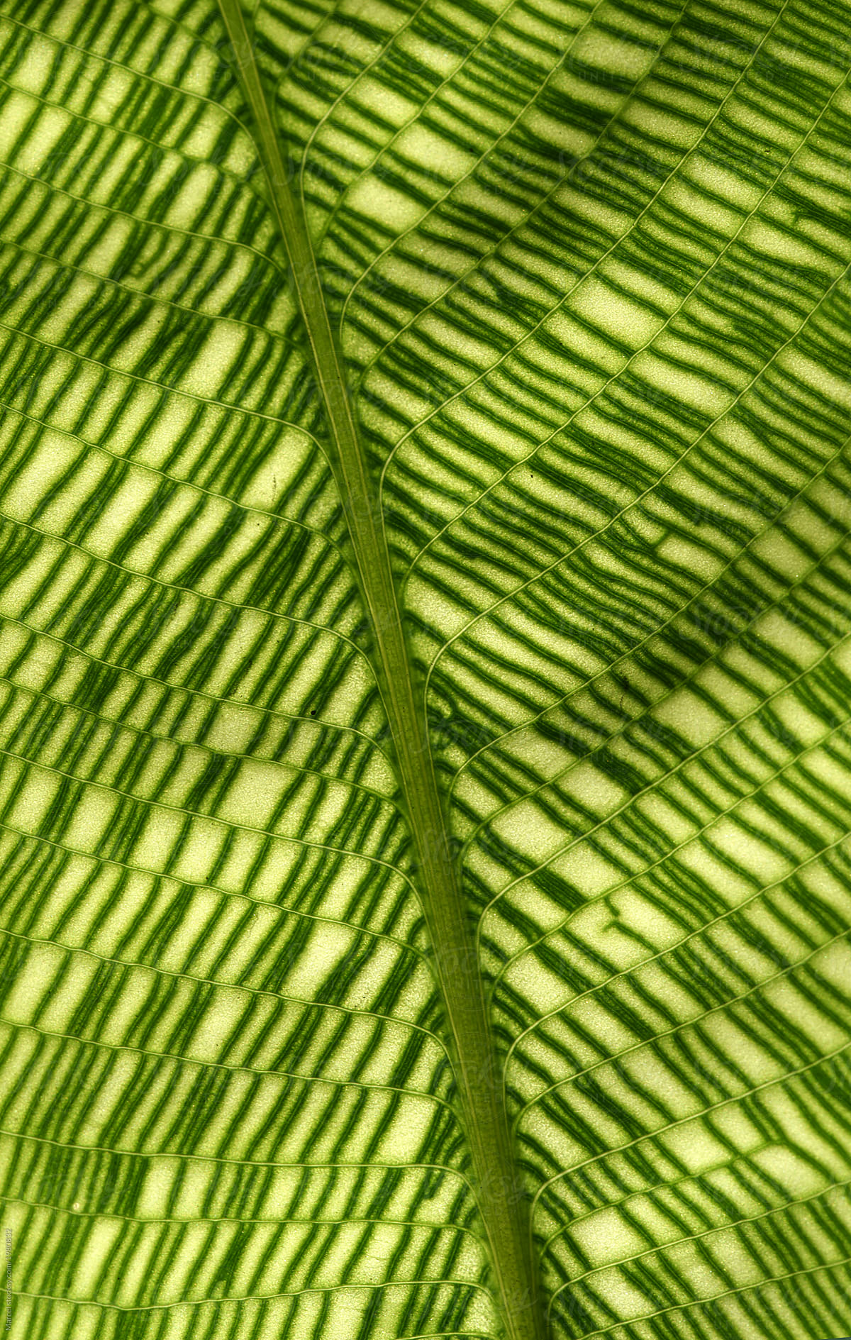 Exotic geometrical  leaf macro