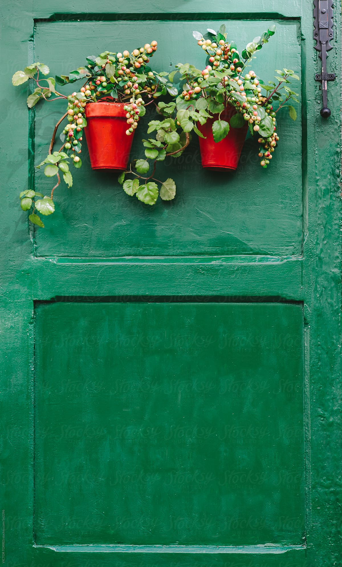 Green Wooden Door with Small Plants