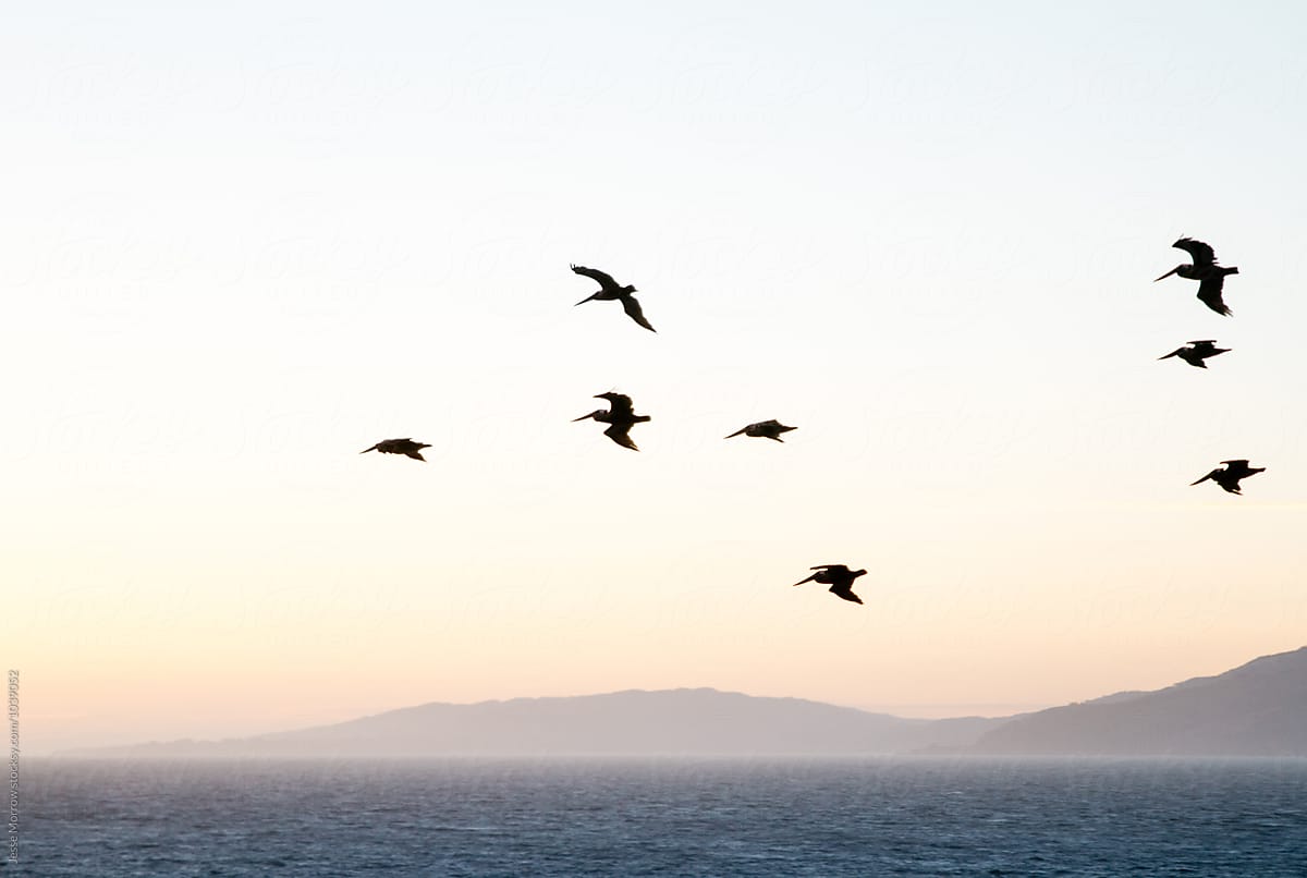 pelican birds flying above ocean water at sunset