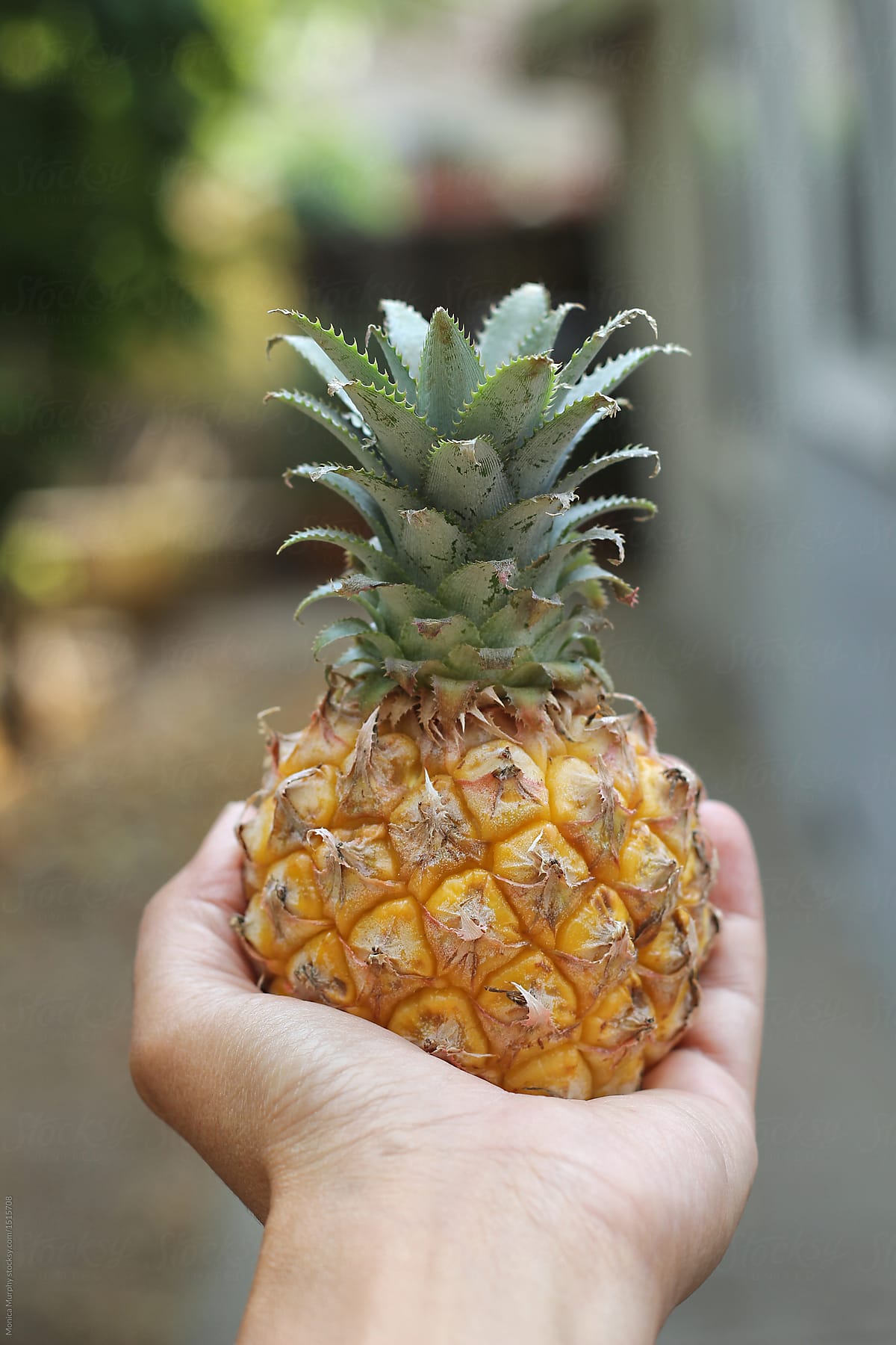 Hand holds tiny pineapple