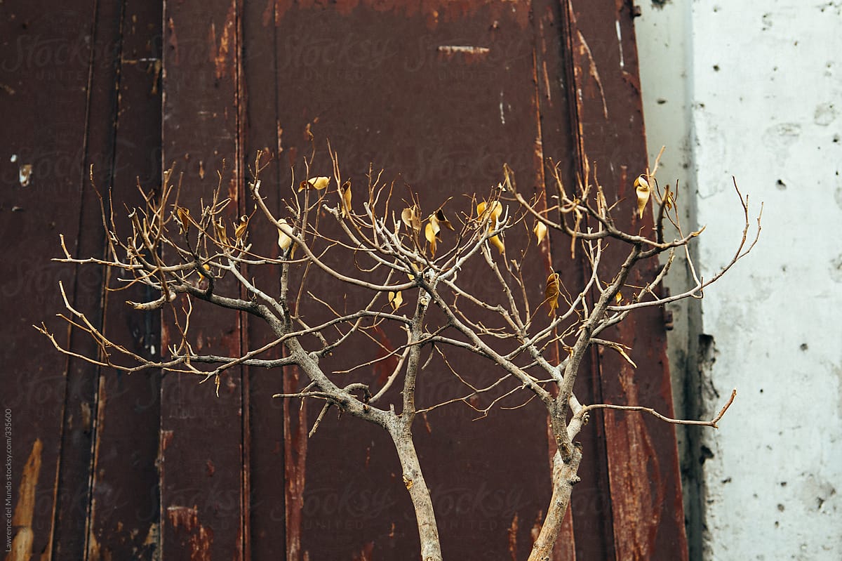 Withered plant with an old brown door as background