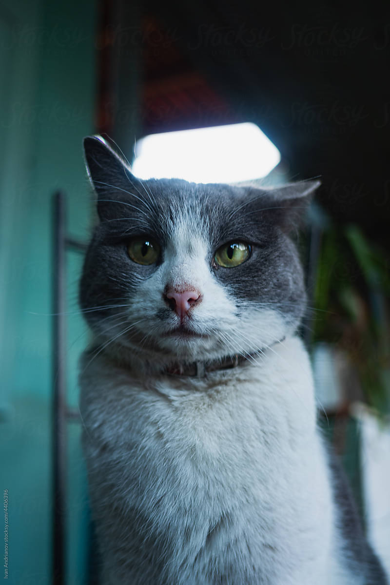 Cute Cat Face Portrait