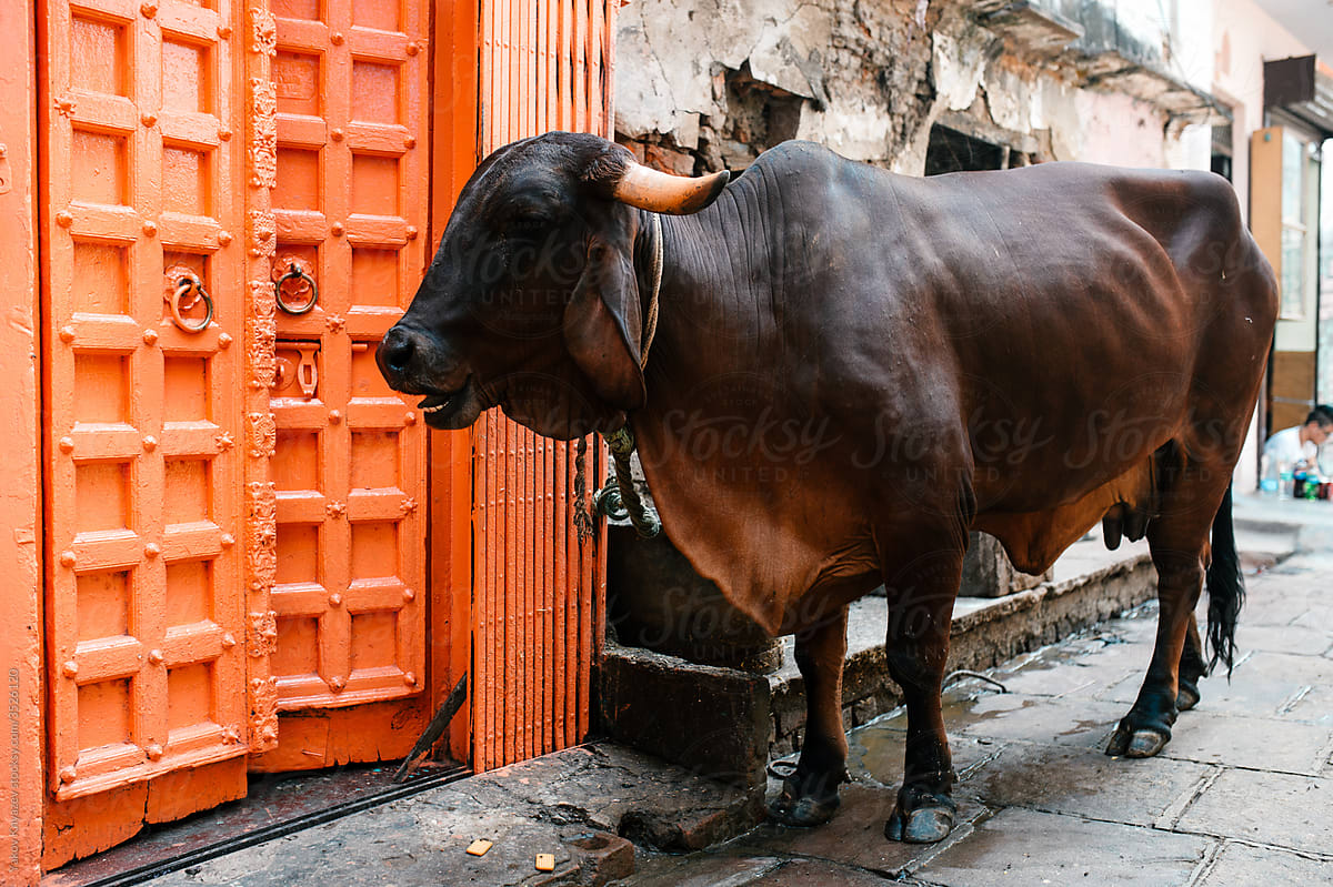 Indian cow in the street of Jaipur, Rajasthan.