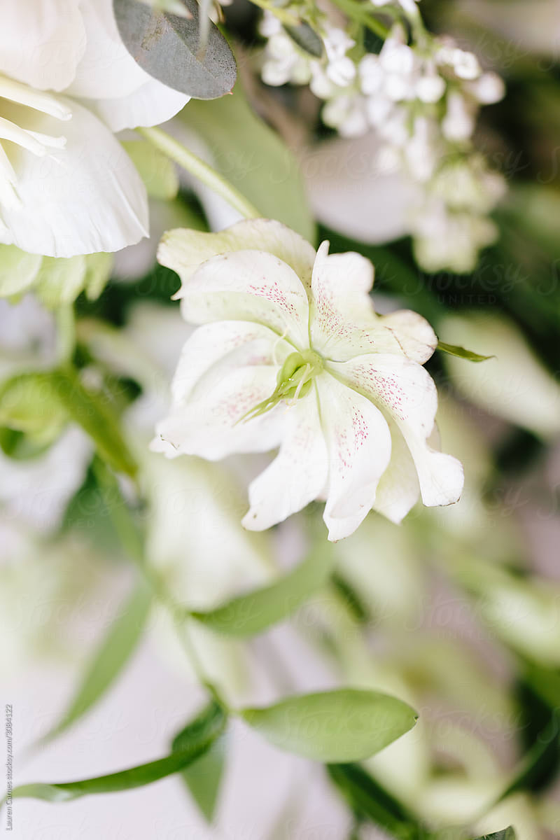 Close up details of a bouquet of white flowers and greenery on white background