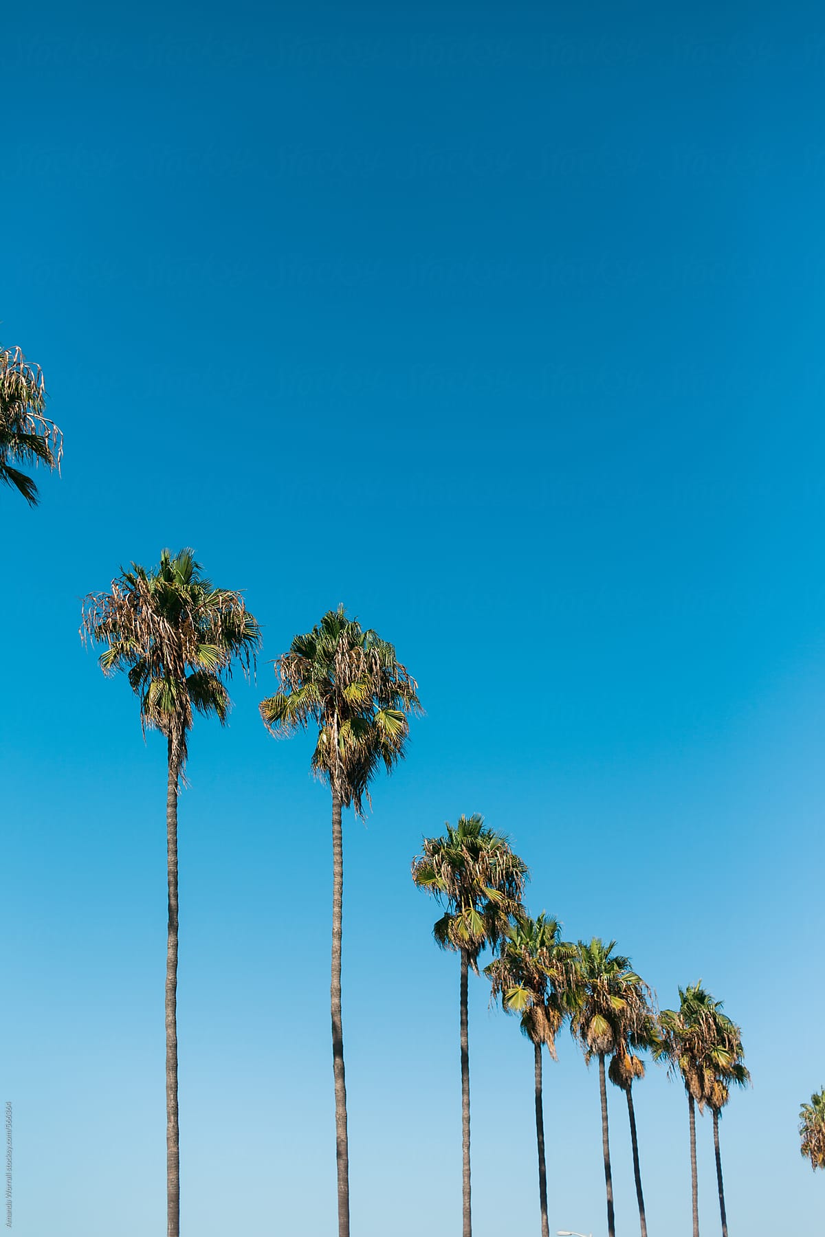Simple row of California palm trees