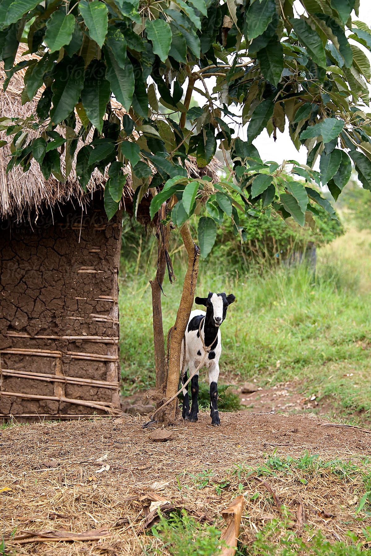 Back and white goat tied to a tree in a small village, Uganda, Africa