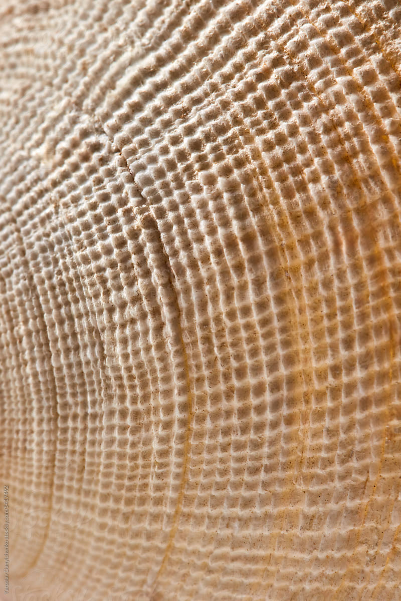 Close-up of scallop shell, vertical image.