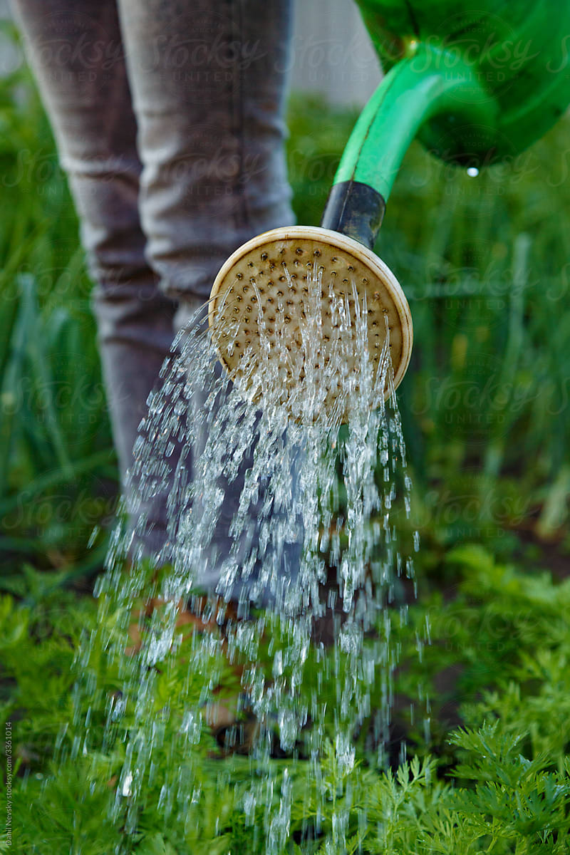 Anonymous farmer watering crops in garden