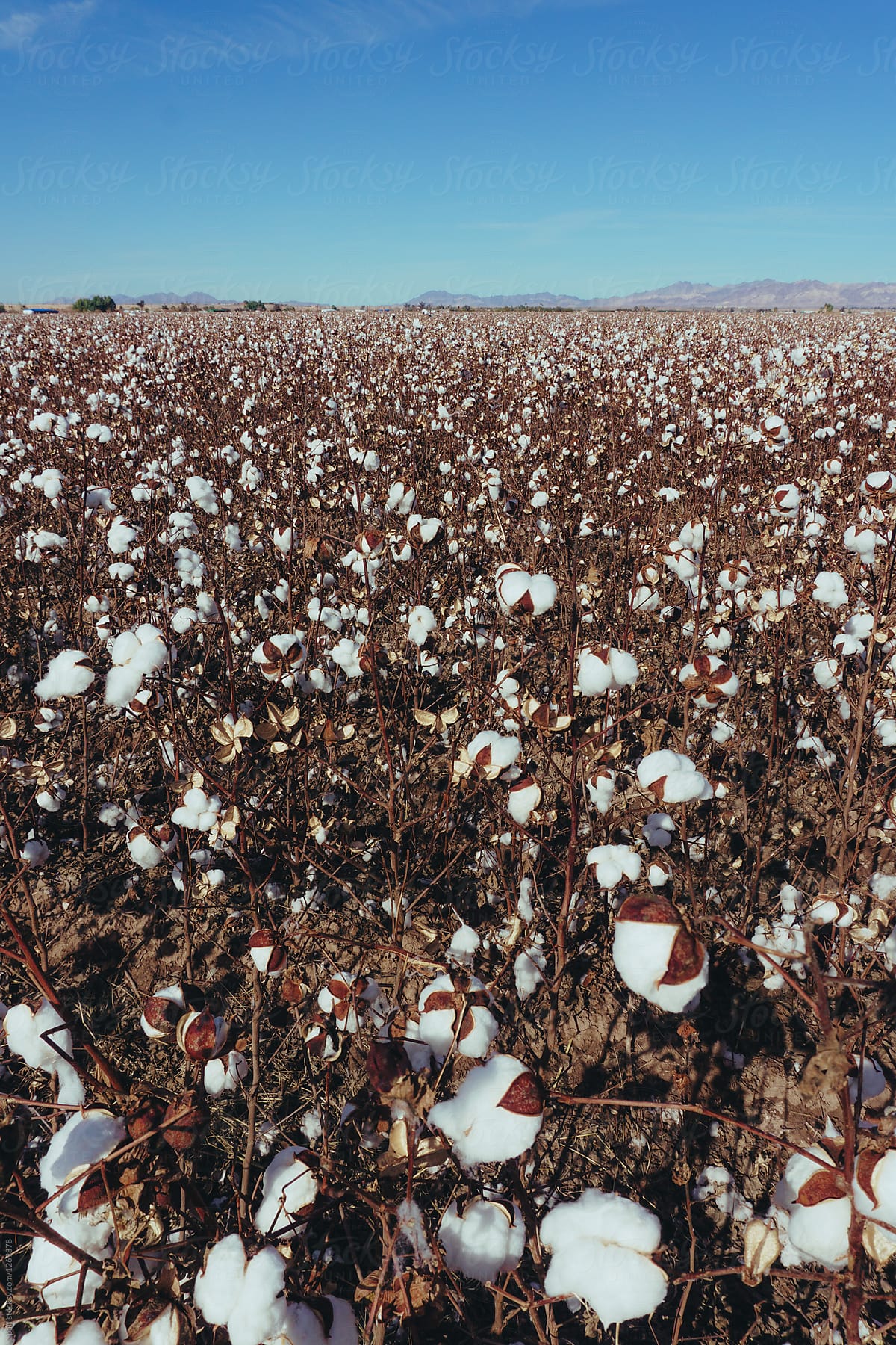Cotton field landscape