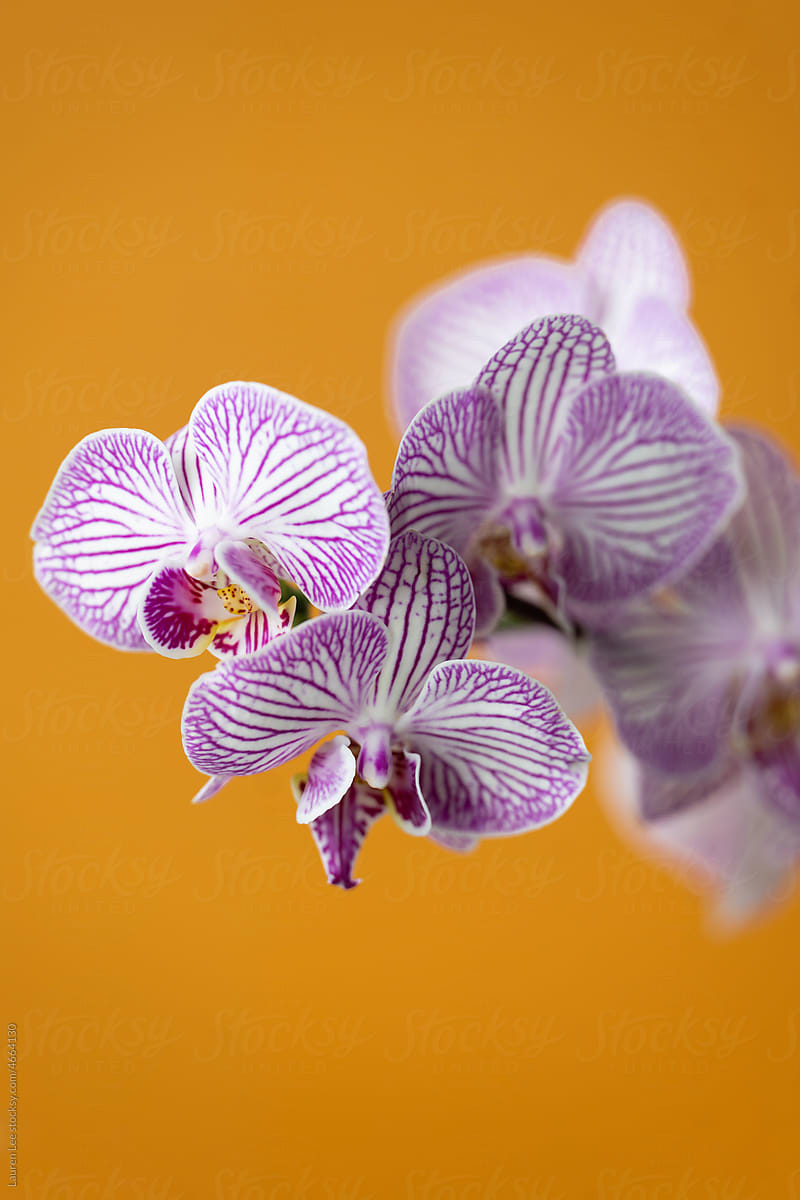 Purple striped orchids