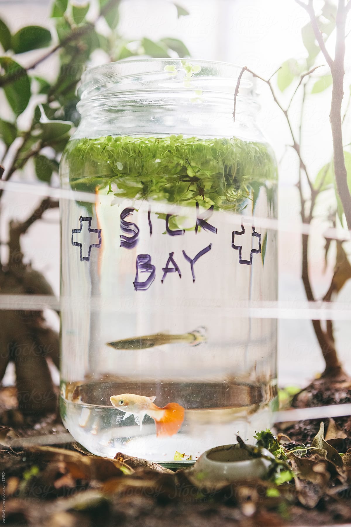 Sick Fancy Guppy and other Tropical Fish Isolated in Quarantine in Bottle with Duckweed by Window
