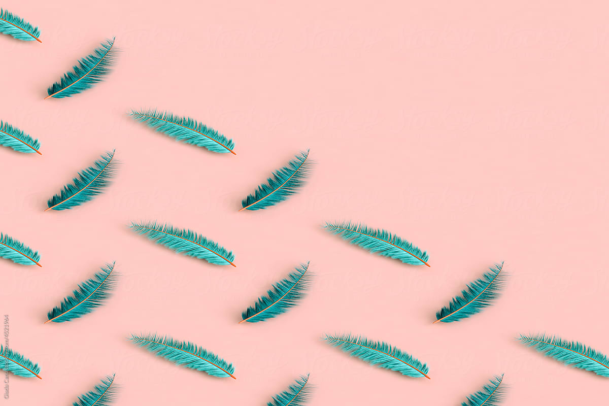 blue feathers on pink background. with copy space