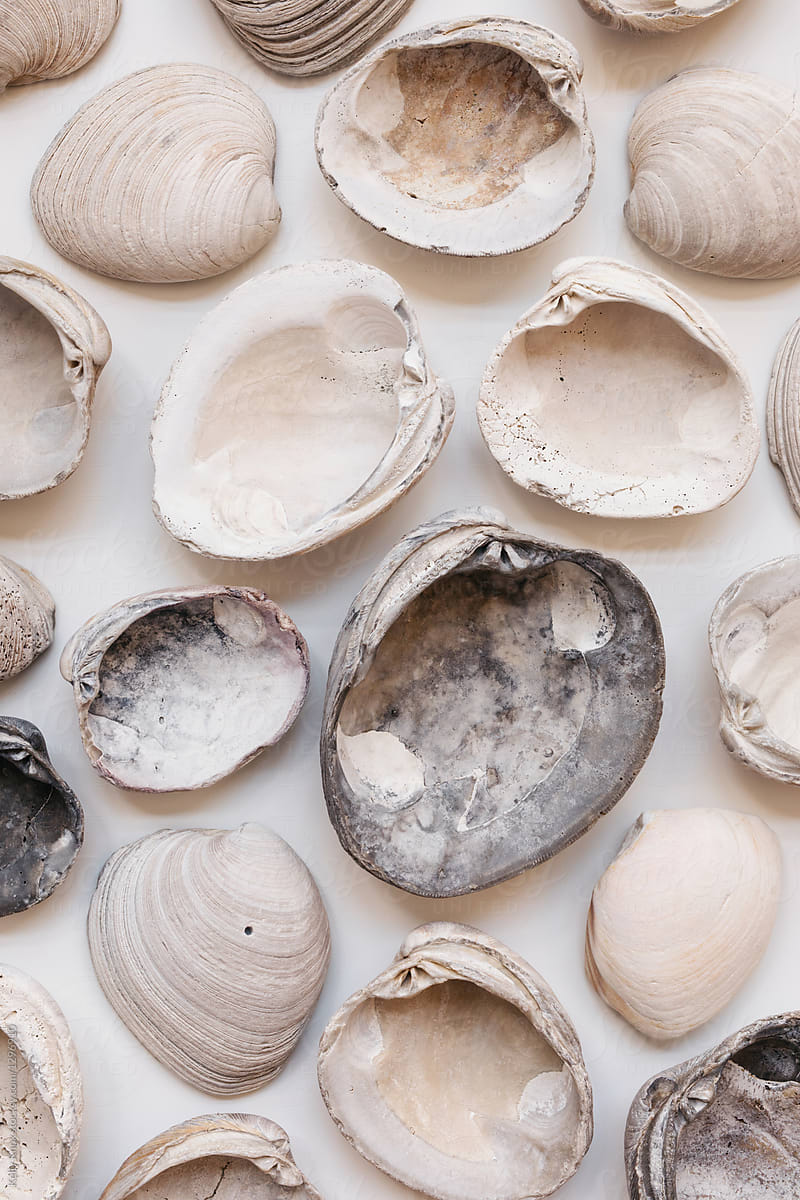 White Clam Shells On A White Background by Stocksy Contributor Kelly  Knox - Stocksy