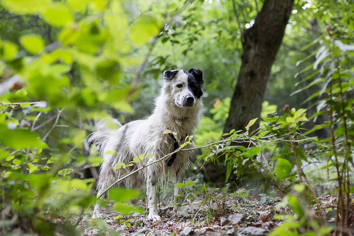 Border Collie Sheepdog in the nature