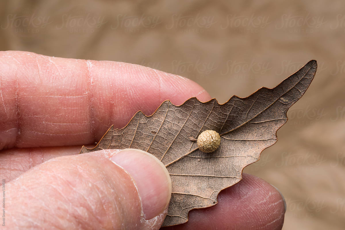 Hand holding Chestnut Oak leaf with an insect gall