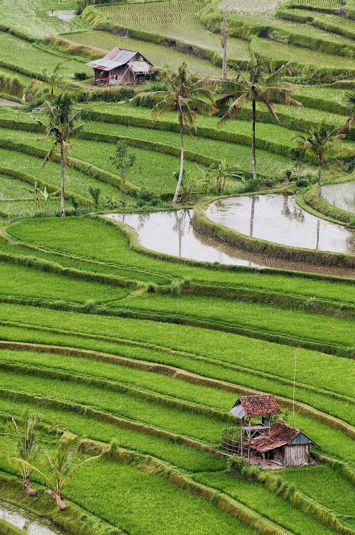 Rice terraces of Bali